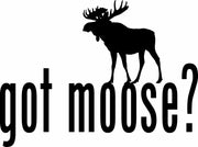 Got Moose Funny Hunting Adult-Tshirt