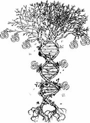 Tree Of Life Om Aum Symbol DNA Adult-Tshirt